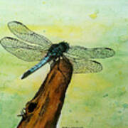 Dragonfly Art Print