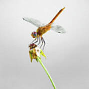 Dragonfly Stance Art Print