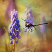 Dragonfly Thru The Hyacinths Print Art Print