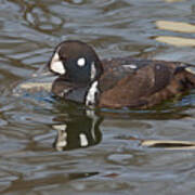 Drake Harlequin Duck Art Print