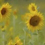 Dreaming Of Sunflowers Art Print