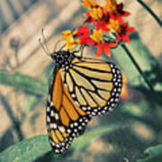 Dreamy Butterfly Art Print
