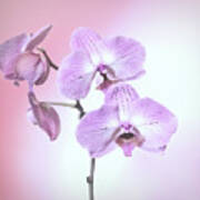 Dreamy Pink Orchid Art Print