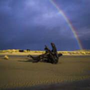 Driftwood And Rainbow Art Print