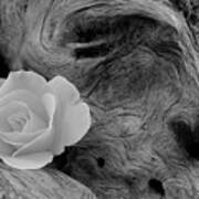 Driftwood And Roses Art Print