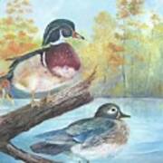 Wood Ducks Art Print