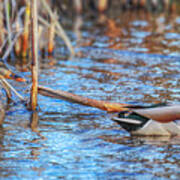 Ducks On Pond Art Print