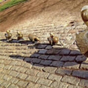 Ducks Statues In A Row Art Print