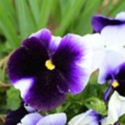 Dusted Purple Pansy Art Print