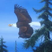 Eagle At Treetop Level Art Print