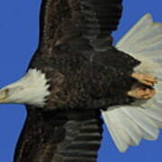 Eagle Flying Closeup Art Print