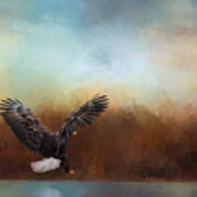 Eagle Hunting In The Marsh Art Print