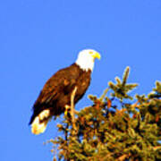 Eagle Art Print