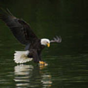 Eagle On The Skagit River Art Print