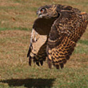 Eagle Owl On The Hunt 2 Art Print