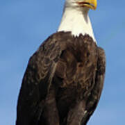 Eagle Standing Proud Art Print