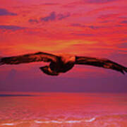 Eagle Sundown Art Print