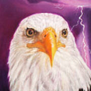 Eagles Eyes Art Print