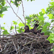 Eaglets In The Nest 1 Art Print