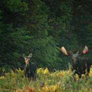 Early Morning Bull Moose With Cow Art Print