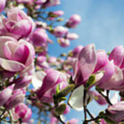 Early Spring Magnolia Art Print