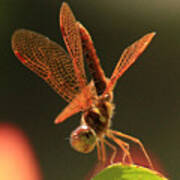 Eastern Amberwing Dragonfly Art Print