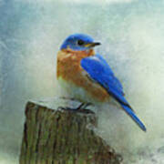 Eastern Bluebird Ii Art Print