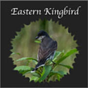 Eastern Kingbird Art Print