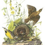 Eastern Meadowlark Art Print