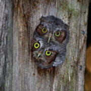 Eastern Screech Owl Chicks Art Print