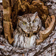 Eastern Screech-owl Portrait Art Print