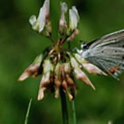 Eastern Tailed-blue Art Print