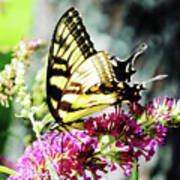 Eastern Tiger Swallowtail 22 Art Print