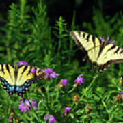 Eastern Tiger Swallowtail Butterfly - Female And Male Art Print