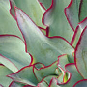 Echeveria Subrigida Art Print