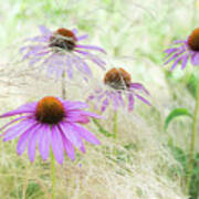 Echinacea In The Grass Art Print