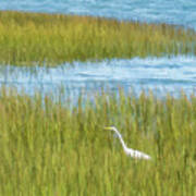 Egret Art Print