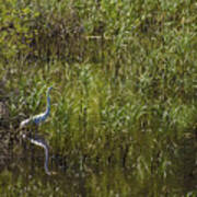 Egret Hunting In Reeds Art Print