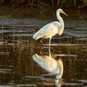 Egret In Evening Light Art Print