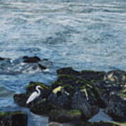 Egret On Shore Of Barnegat Bay Art Print