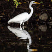 Egret Reflection Art Print