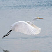 Egret Taking Off 1 Art Print