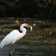 Egret With Prey Art Print