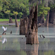 Egrets In The Bayou Art Print