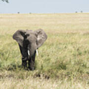 Elephant In The Serengeti Art Print