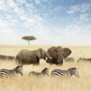 Elephants And Zebras In The Grasslands Of The Masai Mara Art Print