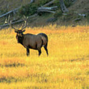 Elk Buck Yellowstone Art Print