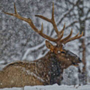 Elk Enjoying The Snow Art Print