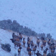 Elk Herd In  Snowfall Art Print