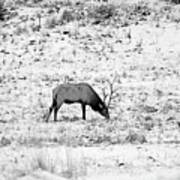 Elk In Black And White - Estes Park Art Print